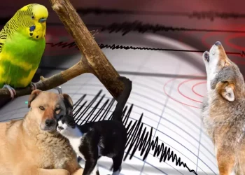 هذه الحيوانات تستشعر الزلازل قبل وقوعها
