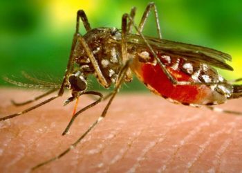هل ينقل البعوض عدوى فيروس كورونا؟