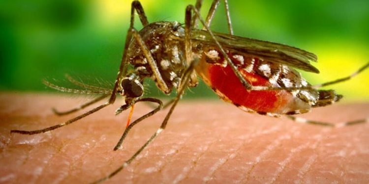 هل ينقل البعوض عدوى فيروس كورونا؟