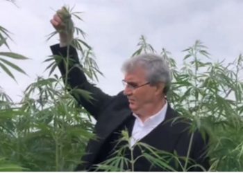 مسؤول بحزب أردوغان فخور بصورته وسط حقول القنب!