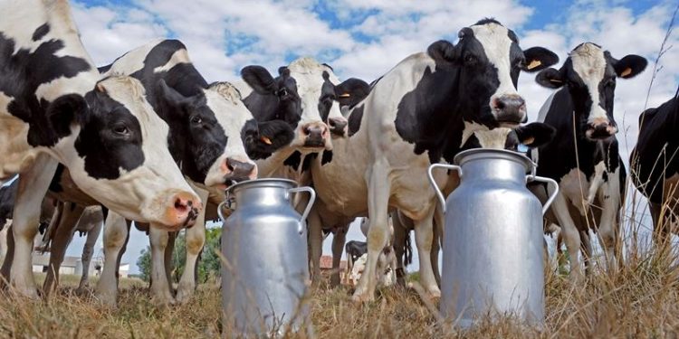 تركيا.. منتجو الحليب يعانون من ثبات السعر مع تراجع الليرة