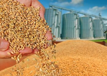 تركيا تلغي الضريبة الجمركية على القمح حتى نهاية العام