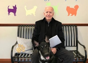 كلب الرئيس الأمريكي جو بايدن يتسبب في إصابته!