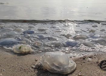 تركيا.. قنديل البحر يغزو شواطئ مرمرة