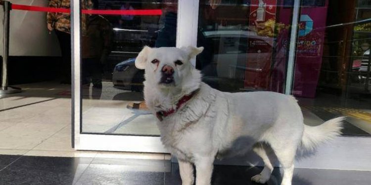 كلب وفي ينتظر صاحبه عدة أيام أمام مدخل المستشفى