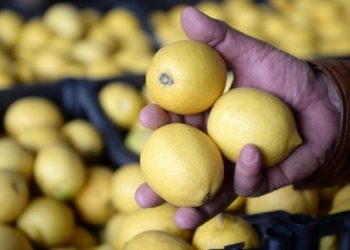 إسبانيا ترفض شراء الليمون التركي لأنه “سام”!