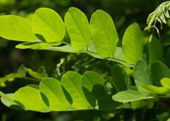 دور الشجر الأخضر في خزن طاقة الشمس