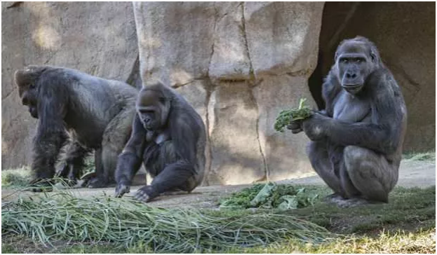 إصابة 8 غوريلات في أمريكا بفيروس كورونا