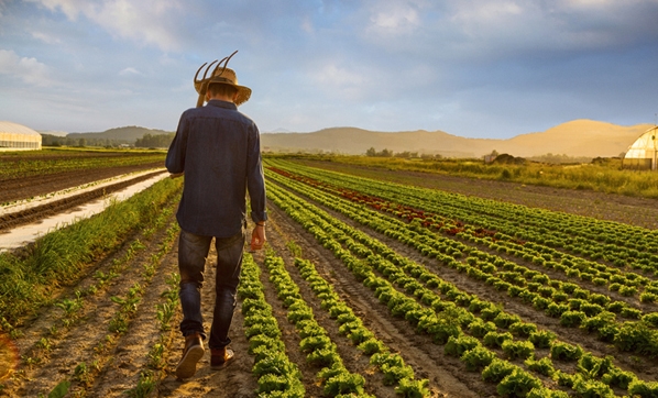 انخفاض عدد المزارعين في تركيا