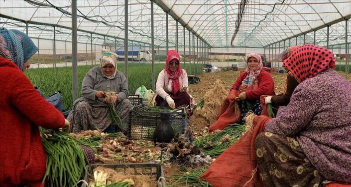 تركيا.. 94% من النساء العاملات بالزراعة بدون ضمان اجتماعي
