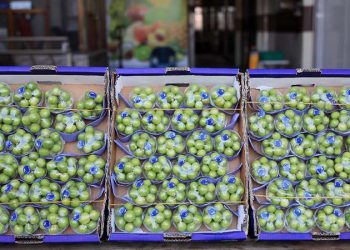 سعر البرقوق الأخضر ينافس الذهب في تركيا