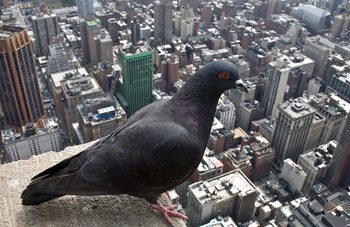 كورونا تسبب في تغير سلوك الطيور