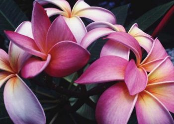 الركن الوظيفي للبيئة قبل خلق الإنسان