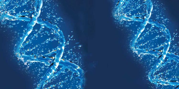 الشمبانزي والإنسان حسب علم الجينات