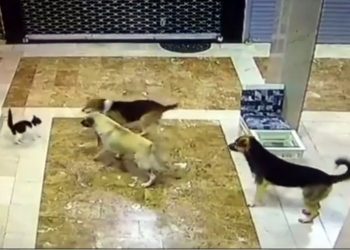 فيديو.. هكذا تصدت قطة لثلاثة كلاب هاجموا صغيرها