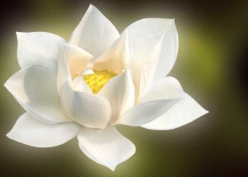 الأبعاد الإنسانية في الأعمال الخيرية