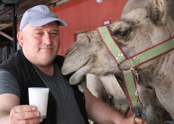 تركيا.. كورونا يرفع الطلب على حليب الإبل