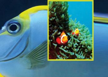 أسماك ترصد الزلزال