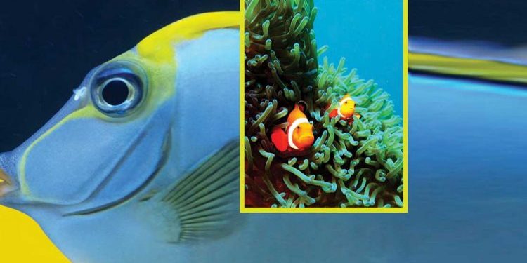 أسماك ترصد الزلزال