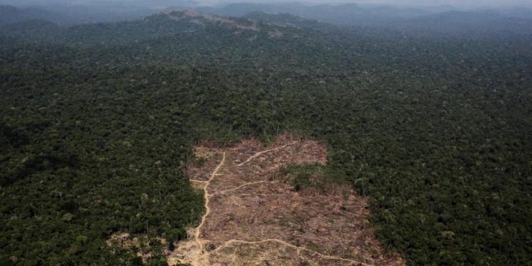 دراسة مرعبة: العالم يفقد مساحات خضراء بحجم الدنمارك سنويًا!