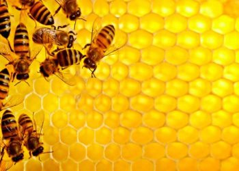 أسرارٌ هندسية في خلية عسل