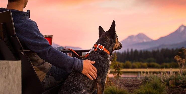 “الكلاب والملائكة”