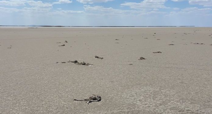 تركيا.. الجفاف يحصد أرواح 5 آلاف من الفلامينجو