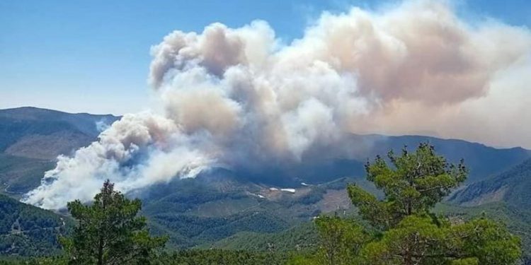 5 ولايات تركية تندلع في غاباتها حرائق ضخمة