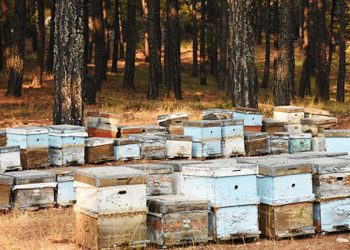 حرائق الغابات تؤثر على إنتاج عسل النحل في تركيا