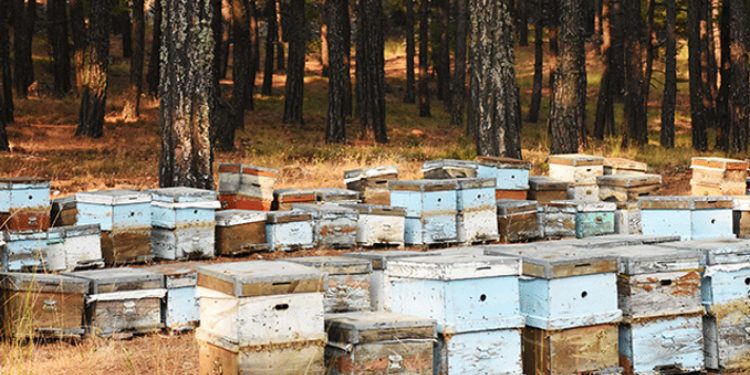 حرائق الغابات تؤثر على إنتاج عسل النحل في تركيا