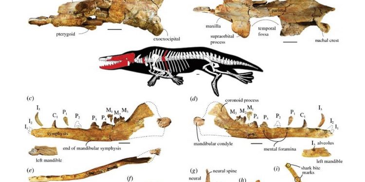 مصر تعلن اكتشاف حيتان في مياهها قبل 43 مليون عام