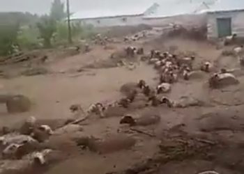 تركيا.. نفوق عشرات الماشية بسبب الفيضانات ودمار يلحق بالمنازل