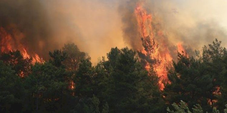 تركيا.. حرائق الغابات تصيب بودروم