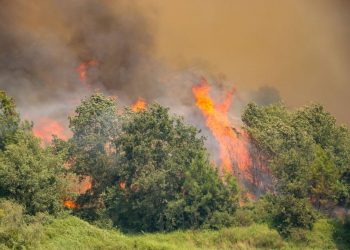 تركيا.. فقدان 500 ألف شجرة زيتون بخسائر 90 مليون ليرة