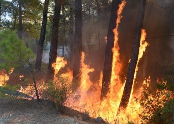 مناطق حرائق الغابات في ولاية موغلا أصدرت الحكومة رخص تعدين فيها!
