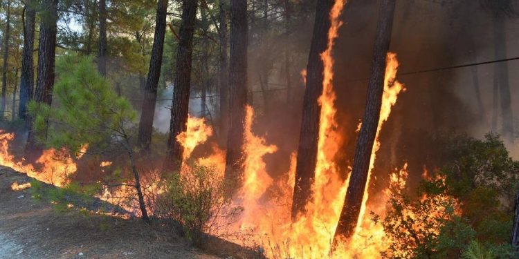 مناطق حرائق الغابات في ولاية موغلا أصدرت الحكومة رخص تعدين فيها!