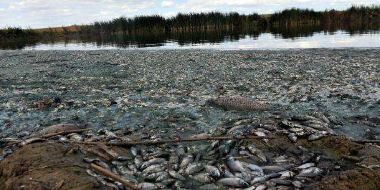 تركيا: نفوق آلاف الأسماك في بحيرة اصطناعية