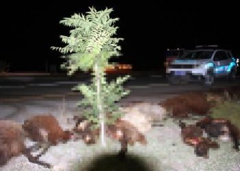 تركيا: حمام دم على الطريق.. مقتل 85 رأسًا من الأغنام