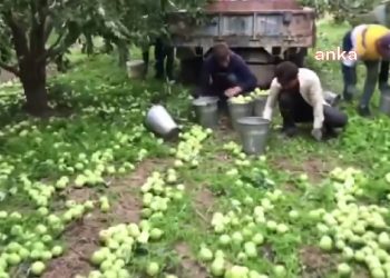 سعر التفاح في تركيا لا يشجع المزارعين على قطفه!