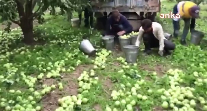 سعر التفاح في تركيا لا يشجع المزارعين على قطفه!