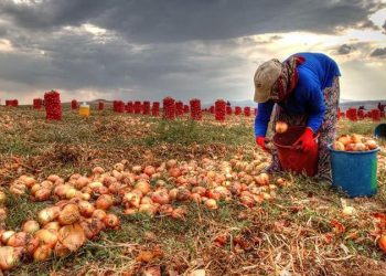 تركيا.. سعر البصل أقل من تكلفة الإنتاج!