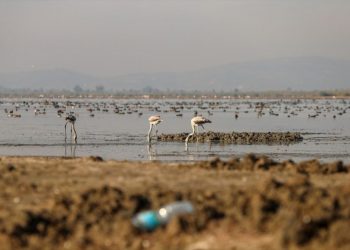 تركيا: 261 نوعًا من الطيور في خطر لجفاف بحيرة
