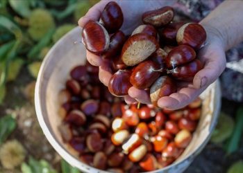 تركيا: عاصفة ارتفاع الأسعار لا تتوقف.. ارتفاع بنسبة 150% في الكستناء!