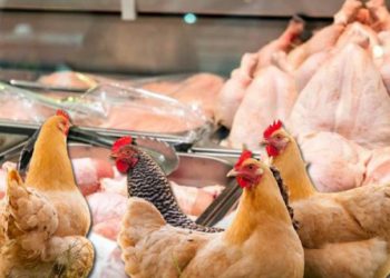 تضخم الغذاء في تركيا.. 70٪ زيادة في الدجاج والبطاطس