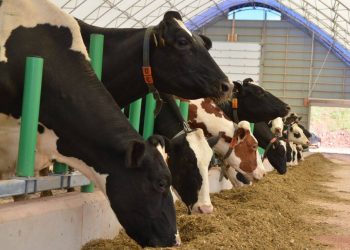 ارتفاع مرتقب لسعر الأعلاف في تركيا بنسبة 95%