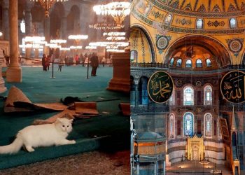اختفاء قطة مسجد آيا صوفيا