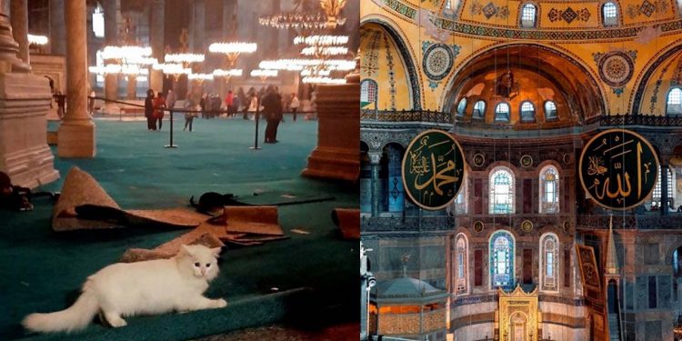 اختفاء قطة مسجد آيا صوفيا
