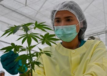 حزب العدالة والتنمية يعد مشروع قانون لتقنين “الحشيش”