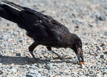 السويد تدرِّب الغربان على جمع القمامة