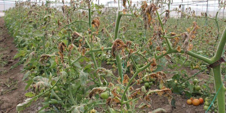 الطماطم قد تختفي من تركيا في الصيف